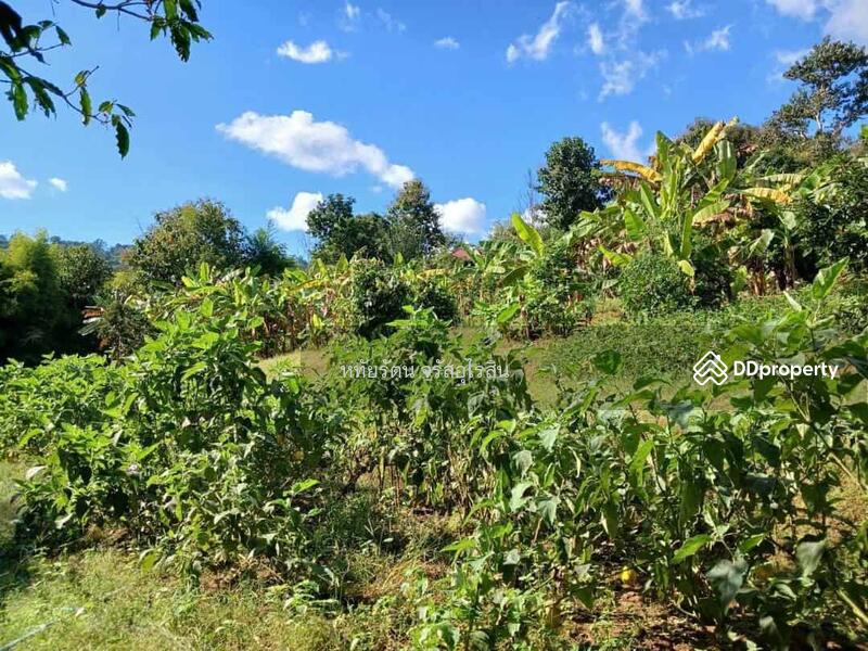 For Sale - Garden house, mountain and rice field view, 5-2-75 rai, Samoeng Nuea, Chiang Mai., Chiang Mai