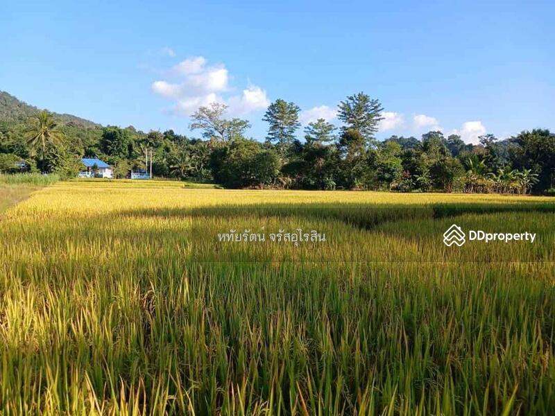 ขาย - บ้านสวน วิวภูเขาและวิวทุ่งนา 5-2-75 ไร่ สะเมิงเหนือ เชียงใหม่, เชียงใหม่