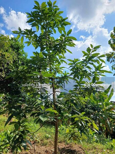 For Sale - Garden house, mountain and rice field view, 5-2-75 rai, Samoeng Nuea, Chiang Mai., Chiang Mai