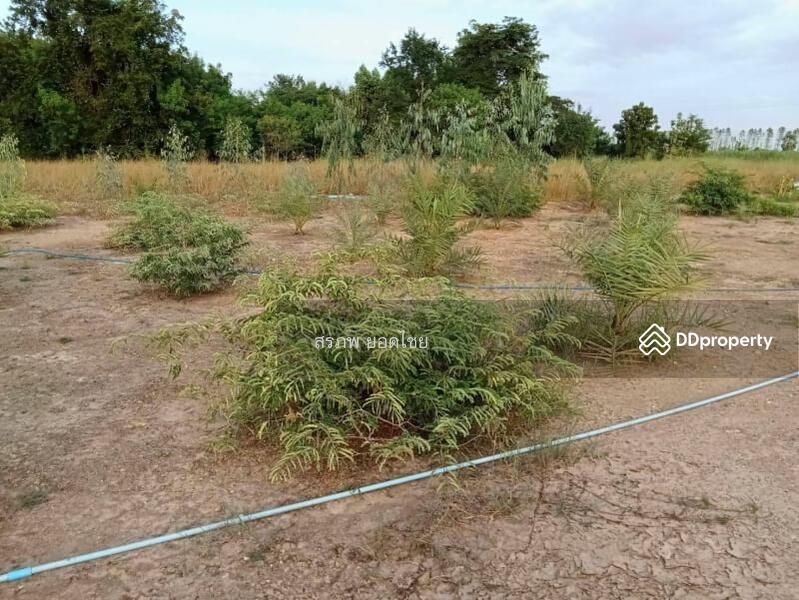 ขาย - ขาย บ้านสวน 2 หลัง เนื้อที่ 1 ไร่ 2 งาน ติดถนนหลวง ชนบท 5040 ตำบล สะพานหิน อำเภอ หนองมะโมง, ชัยนาท
