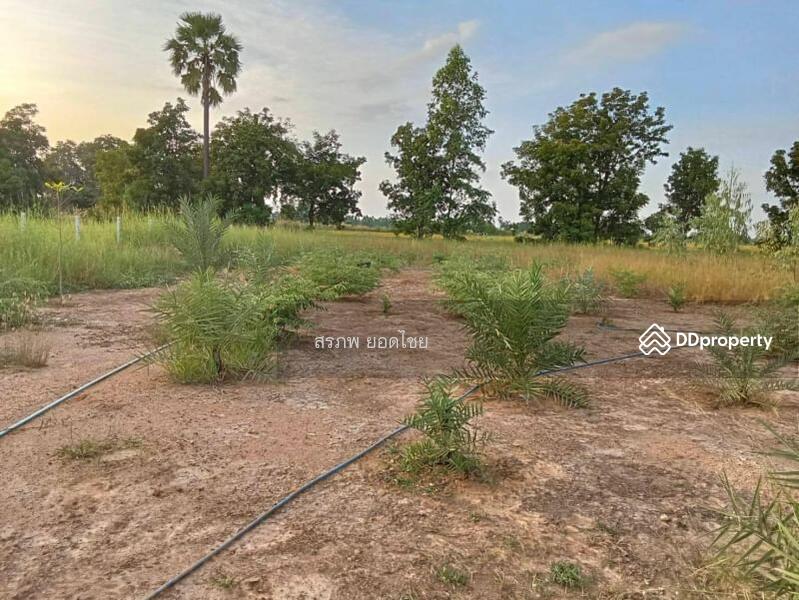 ขาย - ขาย บ้านสวน 2 หลัง เนื้อที่ 1 ไร่ 2 งาน ติดถนนหลวง ชนบท 5040 ตำบล สะพานหิน อำเภอ หนองมะโมง, ชัยนาท