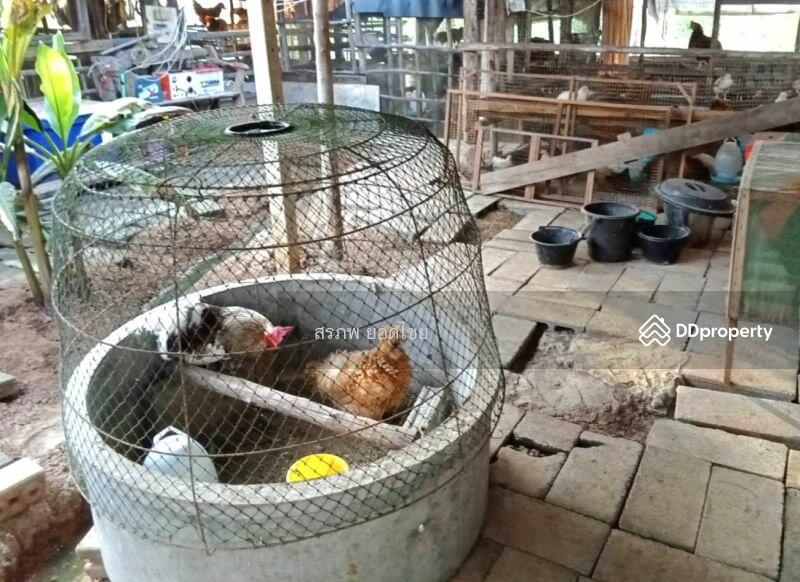 ขาย - ขาย บ้านสวน 2 หลัง เนื้อที่ 1 ไร่ 2 งาน ติดถนนหลวง ชนบท 5040 ตำบล สะพานหิน อำเภอ หนองมะโมง, ชัยนาท