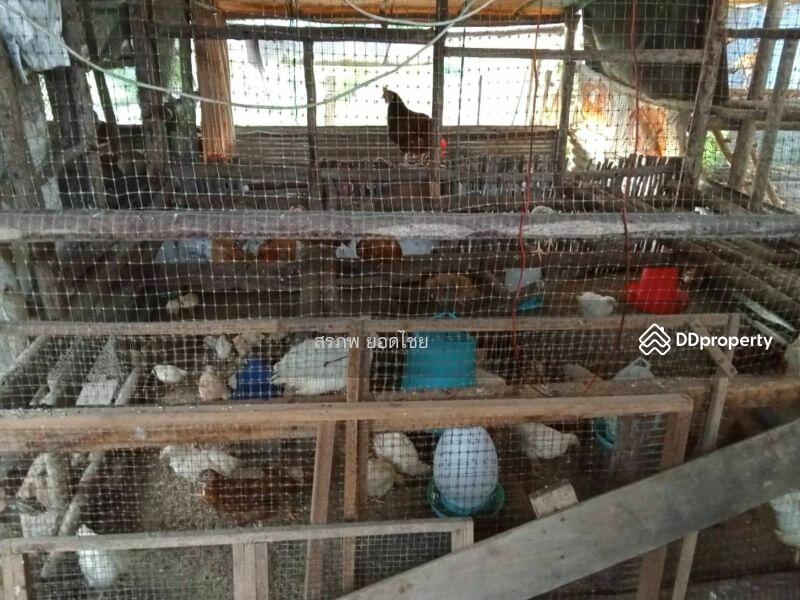 ขาย - ขาย บ้านสวน 2 หลัง เนื้อที่ 1 ไร่ 2 งาน ติดถนนหลวง ชนบท 5040 ตำบล สะพานหิน อำเภอ หนองมะโมง, ชัยนาท