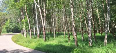 ขาย - ขายสวนยาง 13 ไร่ - ชากโดน อ.แกลง, ระยอง