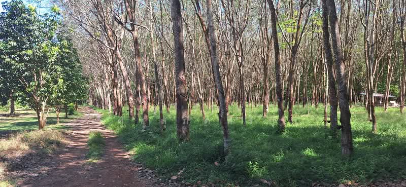 ขาย - ขายสวนยาง 13 ไร่ - ชากโดน อ.แกลง, ระยอง