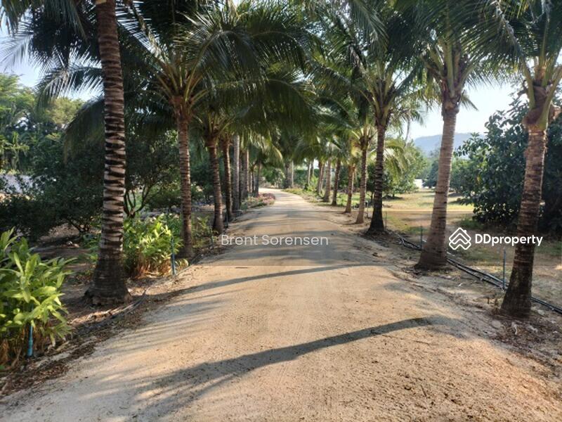 Coconut lined drive to house