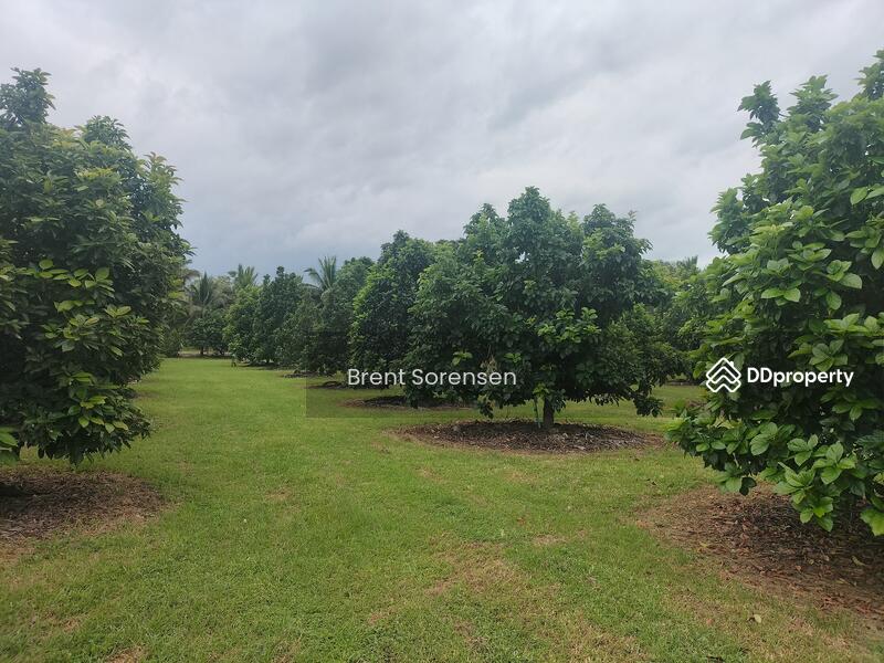 Some avocado trees