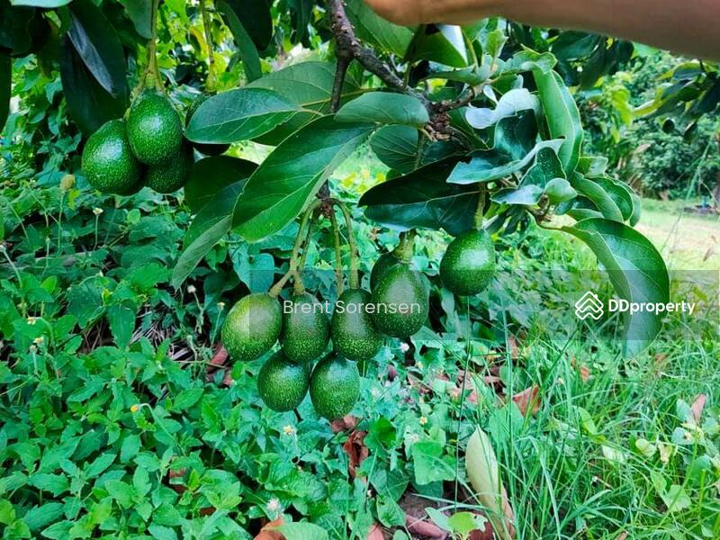Fruit