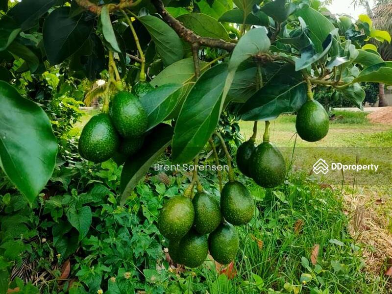 More fruit