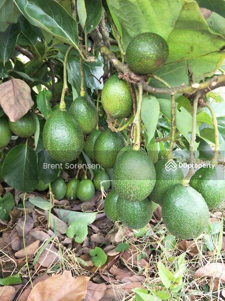 Fruit