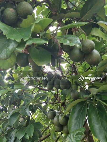 Fruit