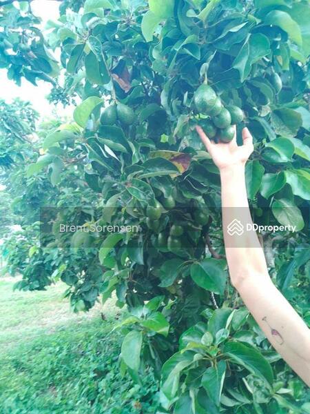 Fruit