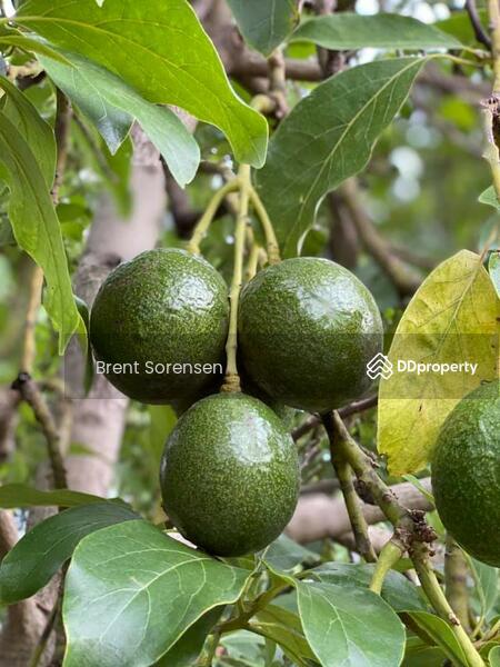 Fruit