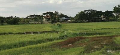 ขาย - ขายที่ดินสวยมาก พื้นที่ 9 ไร่ อยู่เขตเทศบาล อ.โนนสูง จ.นครราชสีมา, นครราชสีมา