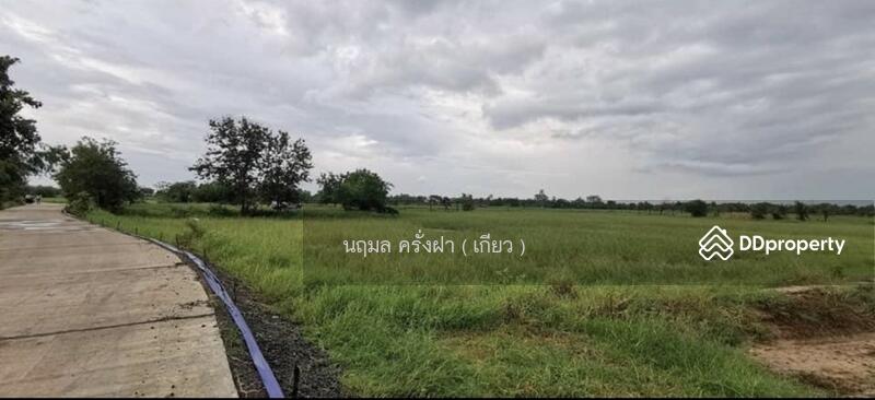 ขาย - ขายที่ดินสวยมาก พื้นที่ 9 ไร่ อยู่เขตเทศบาล อ.โนนสูง จ.นครราชสีมา, นครราชสีมา