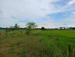 ขายที่ดินเปล่า 4 ไร่ 1.1 ตร.ว. อ.วังทอง จ.พิษณุโลก ใกล้โรงเรียนและโรงพยาบาล วังทอง, พิษณุโลก