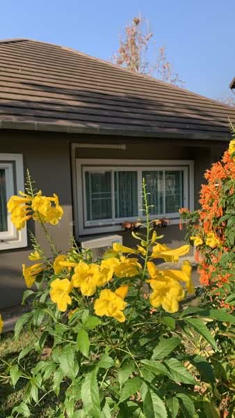 Maerim, Chiang Mai, Don Kaeo, Mae Rim, Chiang Mai, 3 Bedrooms, 200 sqm, Single Detached House For Rent, by วุฒิภัทร มิ่งคำ, 11685025 - DDproperty.com