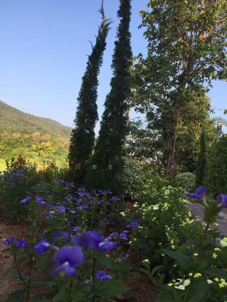 Maerim, Chiang Mai, Don Kaeo, Mae Rim, Chiang Mai, 3 Bedrooms, 200 sqm, Single Detached House For Rent, by วุฒิภัทร มิ่งคำ, 11685025 - DDproperty.com