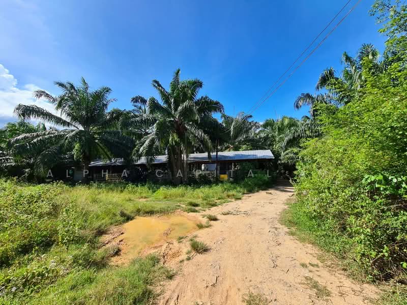 บ้านพักอาศัยเเละโรงเรือนเลี้ยงหมู, นครศรีธรรมราช, 353/2 ประชาสรรค์, สิชล, นครศรีธรรมราช, 316 ตร.ม., บ้านเดี่ยว ขาย, โดย วารุณี จำรูญนุรักษ์, 11685604 - DDproperty.com