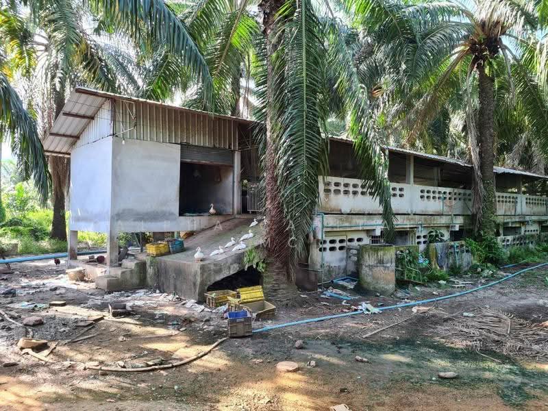 Homes and pig-raising houses, Nakhon Si Thammarat, 353/2 ประชาสรรค์, Sichon, Nakhon Si Thammarat, 1 Bedroom, 316 sqm, Single Detached House For Sale, by วารุณี จำรูญนุรักษ์, 11685604 - DDproperty.com