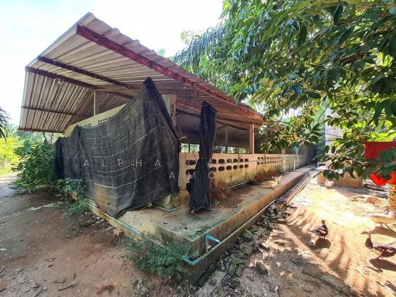 บ้านพักอาศัยเเละโรงเรือนเลี้ยงหมู, นครศรีธรรมราช, 353/2 ประชาสรรค์, สิชล, นครศรีธรรมราช, 316 ตร.ม., บ้านเดี่ยว ขาย, โดย วารุณี จำรูญนุรักษ์, 11685604 - DDproperty.com