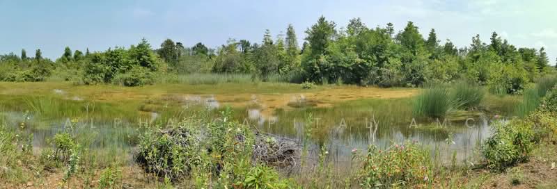 ที่ดินเปล่า L4_1_0426_G02, นราธิวาส, ปาเสมัส, สุไหงโก-ลก, นราธิวาส, 800 ตร.ม., ที่ดิน ขาย, โดย Alpha Capital AMC, 11694488 - DDproperty.com