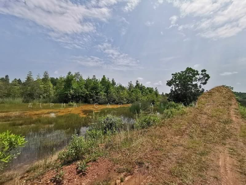 ที่ดินเปล่า L4_1_0426_G02, นราธิวาส, ปาเสมัส, สุไหงโก-ลก, นราธิวาส, 800 ตร.ม., ที่ดิน ขาย, โดย Alpha Capital AMC, 11694488 - DDproperty.com