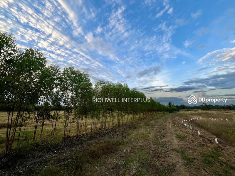 For Sale - Purple land for sale in Kabin Buri, next to a paved road, 126 rai, near road 2006-320 meters,, Prachin Buri