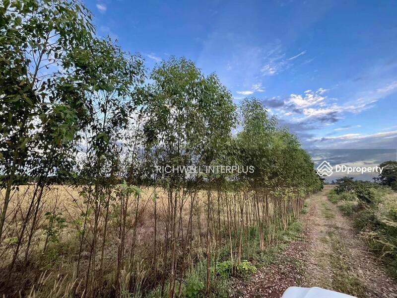 For Sale - Purple land for sale in Kabin Buri, next to a paved road, 126 rai, near road 2006-320 meters,, Prachin Buri
