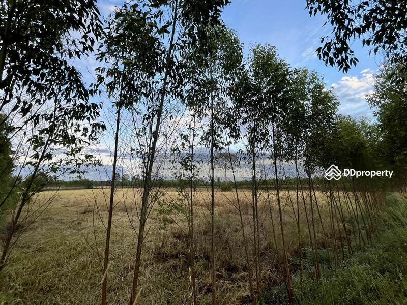 For Sale - Purple land for sale in Kabin Buri, next to a paved road, 126 rai, near road 2006-320 meters,, Prachin Buri