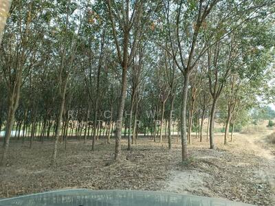 ขาย - ขายที่ดินมาบข่าติดถนนคอนกรีต 20 ไร่ ติดนิคมซีพีจีซี(cpgc) ใกล้ถนนเส้น3191-5กม. อ.นิคมพัฒนา, ระยอง