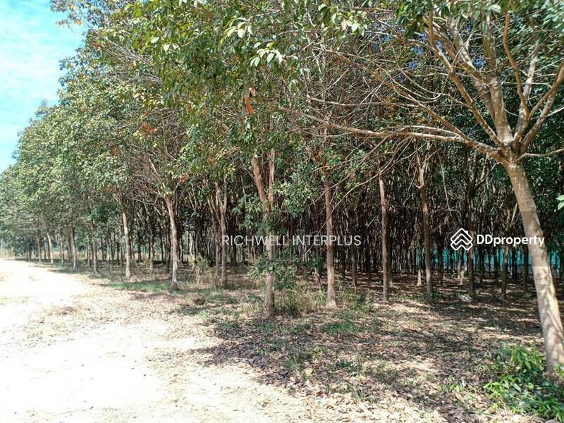 For Sale - Land for sale in Map Kha, next to a concrete road, 20 rai, next to CPGC Industrial Estate., Rayong