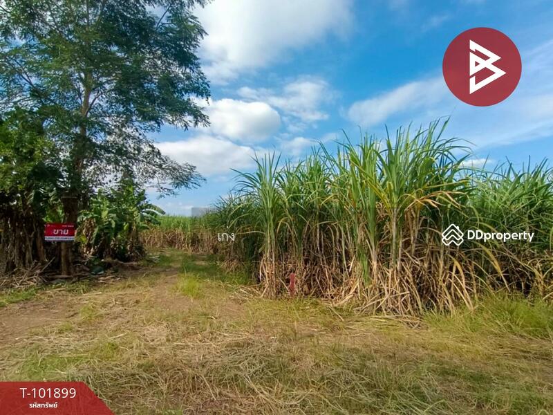 ขาย - ที่ดินหนองไผ่ เพชรบูรณ์, เพชรบูรณ์