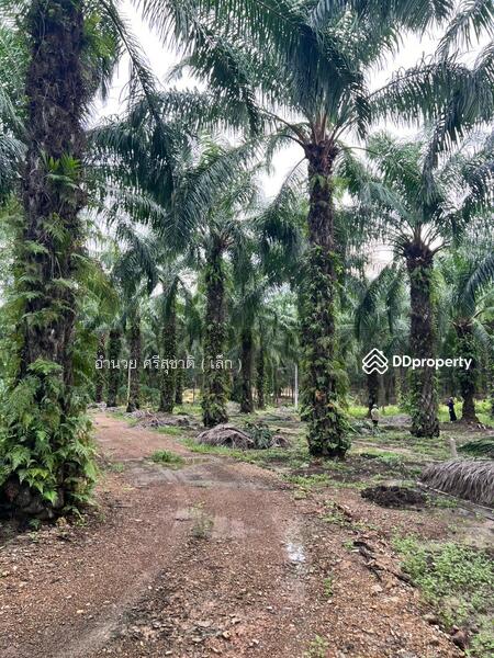 For Sale - ขายที่ดินสวนปาล์ม อำเภอดอนสัก สุราษฎร์ธานี, Surat Thani