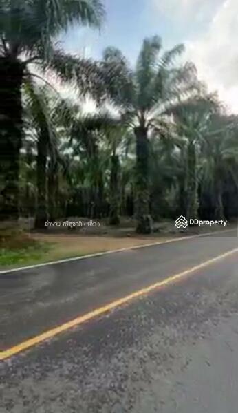 For Sale - ขายที่ดินสวนปาล์ม อำเภอดอนสัก สุราษฎร์ธานี, Surat Thani