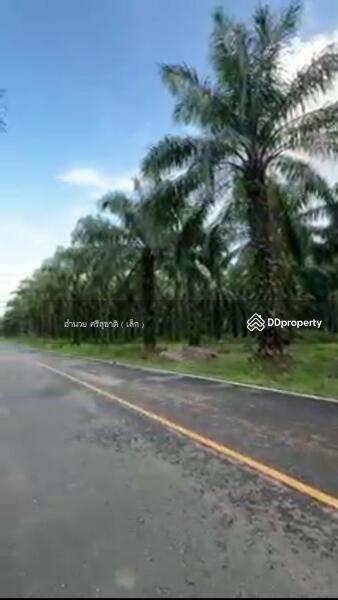 For Sale - ขายที่ดินสวนปาล์ม อำเภอดอนสัก สุราษฎร์ธานี, Surat Thani