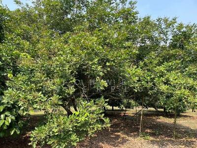 ขาย - ขายที่ดินแกลงพร้อมสวนผลไม้ทุเรียน มังคุด เงาะ ติดถนนคอนกรีต 5 ไร่ ใกล้หาดแหลมแม่พิมพ์, ระยอง