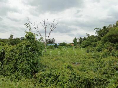 ขาย - ขายที่ดินดงขี้เหล็กมีต้นทุเรียน10กว่าต้นที่ไม่ต้องถมเนื้อที่ 2 ไร่ ติดถนน2ด้าน, ปราจีนบุรี