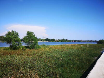 ขาย - ประกาศขายที่ดินติดแม่น้ำท่าจีน 40ไร่ ใกล้สวนสาธารณะพุทธมณฑล, สมุทรสาคร