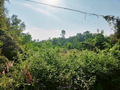 ขาย - ขายที่ดินดงบัง 11 ไร่ ติดถนนเส้นโยธาธิการ เข้าซอยจากถนนสี่เลนเส้นสุวรรณศร33-2กม., ปราจีนบุรี