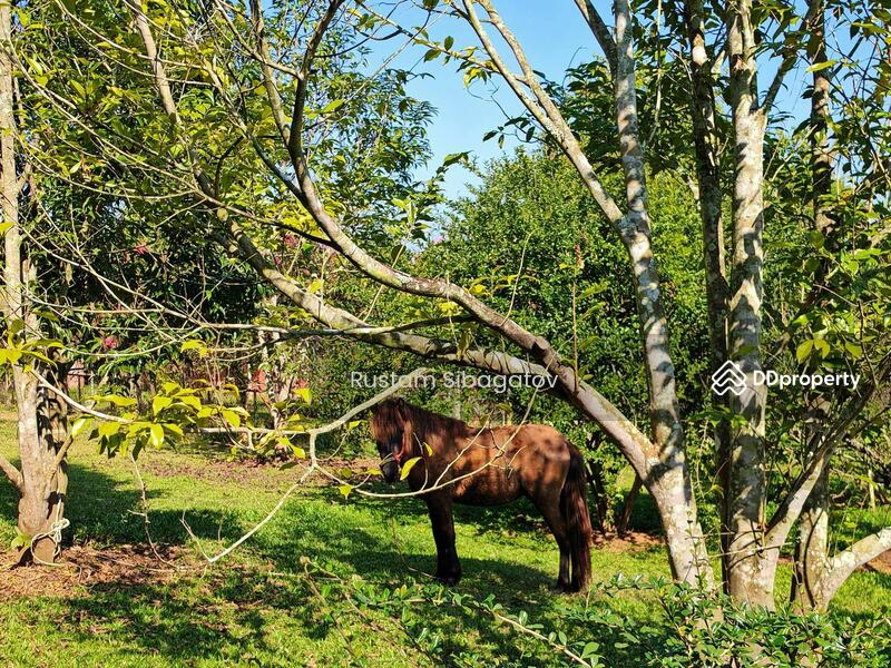 For Sale - Luxury Modern Teak Forest Farm in Chiang Mai, Chiang Mai