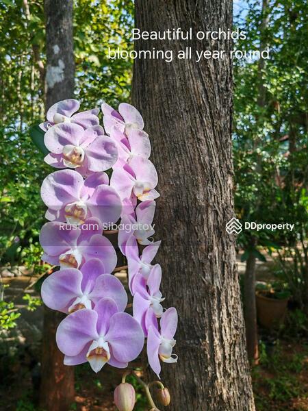 For Sale - Luxury Modern Teak Forest Farm in Chiang Mai, Chiang Mai