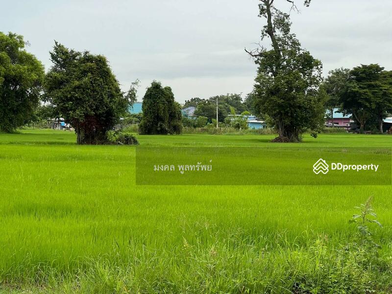 ขาย - ขายที่ดินเปล่า 14-1-72 ไร่ หมู่บ้านท่งนา ต.ท่าหลวง อ.ท่าเรือ ถนนริมคลองระพีพัฒน์, พระนครศรีอยุธยา