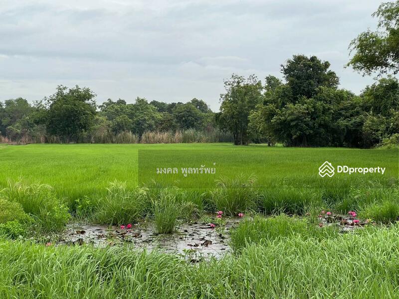 ขาย - ขายที่ดินเปล่า 14-1-72 ไร่ หมู่บ้านท่งนา ต.ท่าหลวง อ.ท่าเรือ ถนนริมคลองระพีพัฒน์, พระนครศรีอยุธยา