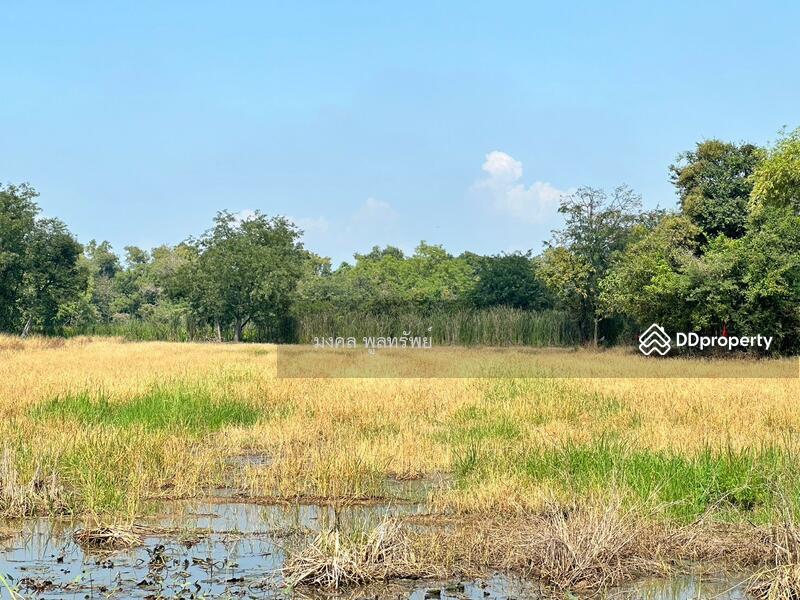 ขาย - ขายที่ดินเปล่า 14-1-72 ไร่ หมู่บ้านท่งนา ต.ท่าหลวง อ.ท่าเรือ ถนนริมคลองระพีพัฒน์, พระนครศรีอยุธยา