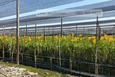 ขาย - k, นครปฐม