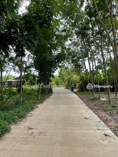For Sale - Land for sale with rubber plantation, 379 sq.w., on Khanokri Road, 500 meters, Rayong