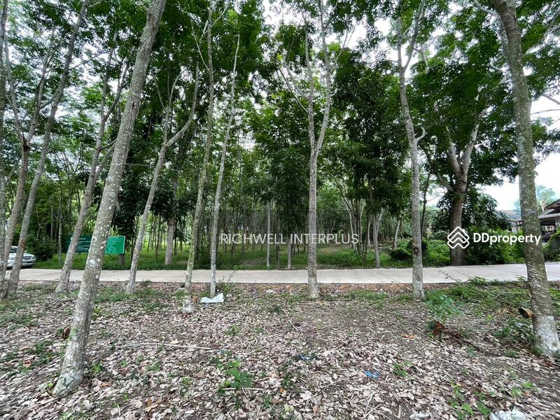 For Sale - Land for sale with rubber plantation, 379 sq.w., on Khanokri Road, 500 meters, Rayong