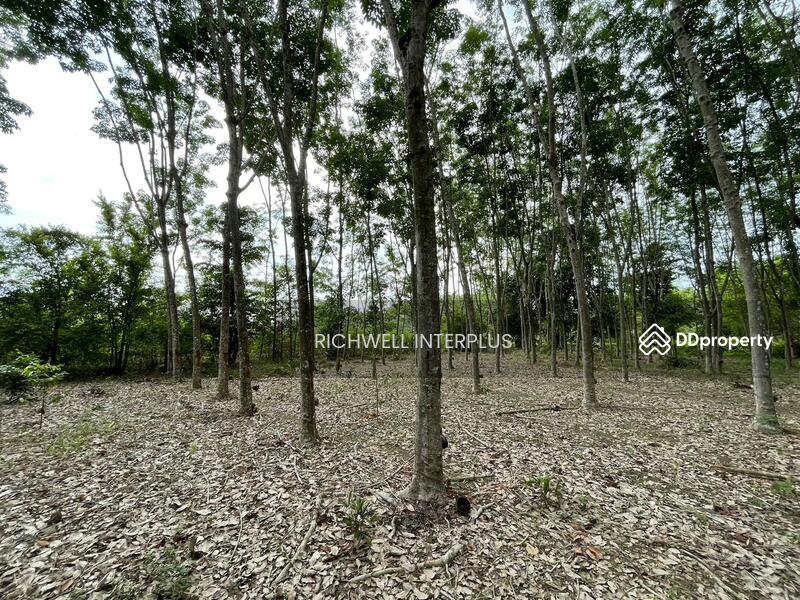 For Sale - Land for sale with rubber plantation, 379 sq.w., on Khanokri Road, 500 meters, Rayong