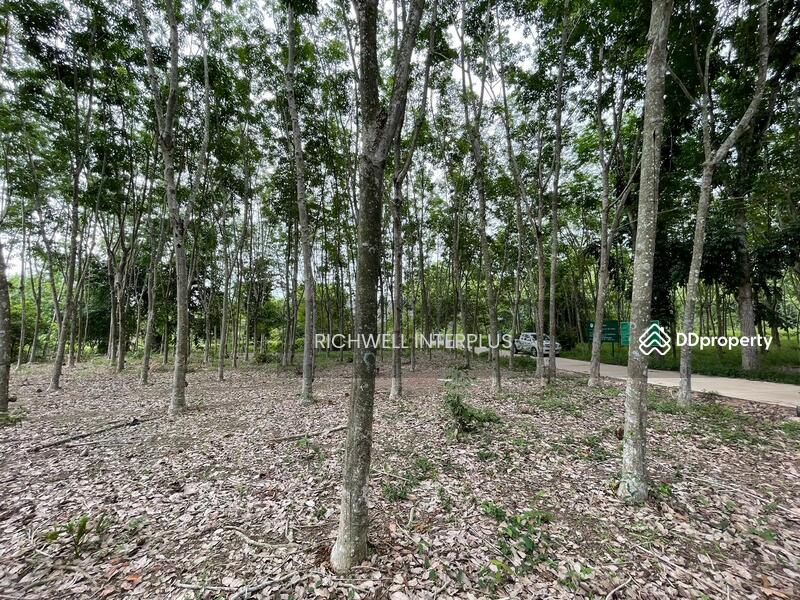 For Sale - Land for sale with rubber plantation, 379 sq.w., on Khanokri Road, 500 meters, Rayong